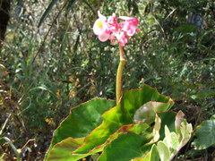 Begonia bracteosa