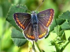 Aricia agestis