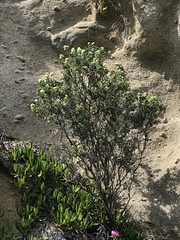 Anthyllis barba-jovis