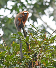 Plecturocebus discolor