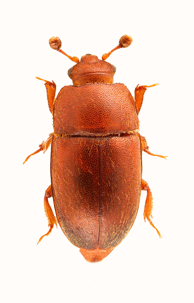 Thalycra concolor