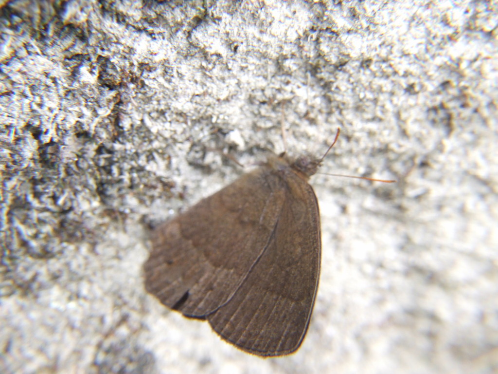 Yphthimoides leguialimai