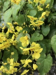 Epimedium × perralchicum