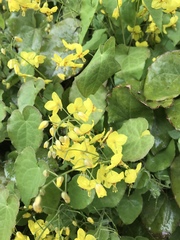 Epimedium × perralchicum