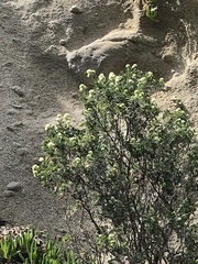 Anthyllis barba-jovis