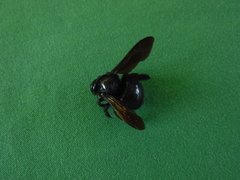 Xylocopa mordax