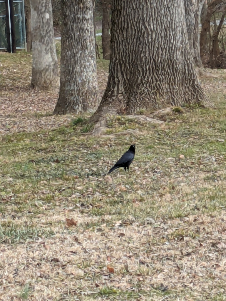 Common Raven In January 2024 By Alexis Dodd INaturalist   Large 