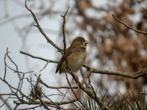 Double-collared Seedeater (Sporophila caerulescens)