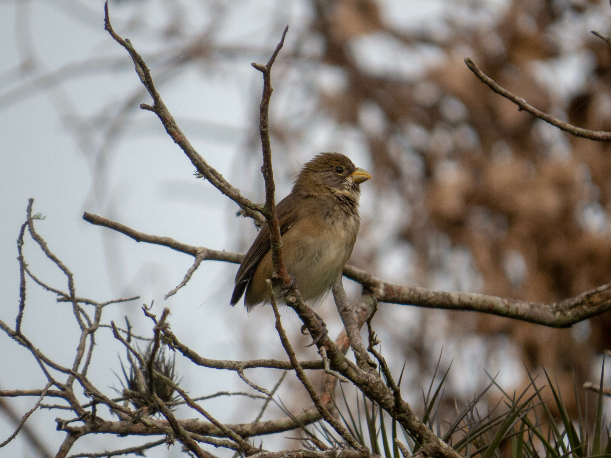 Double-collared Seedeater (Sporophila caerulescens)