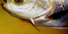 Toothpick Fish photo 2