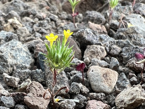Image of Navarretia breweri by (c) Steve Matson, some rights reserved (CC BY)