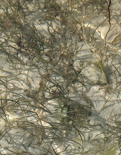 Shoalweed (Halodule wrightii)