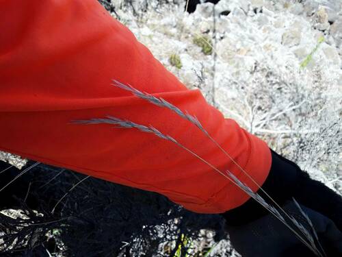 Rytidosperma penicillatum observed 2023-09-27