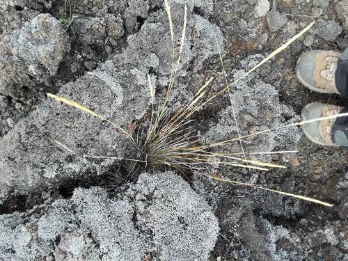 Agrostis sandwicensis observed 2023-09-28