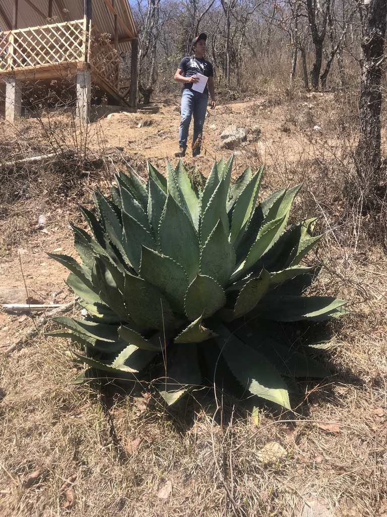 Agave hurteri, Ingreso CUNOROC, Malacatancito, Huehuetenango, GT