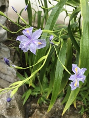 Iris japonica
