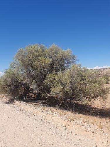 Image of Vachellia haematoxylon by (c) marius, some rights reserved (CC BY)