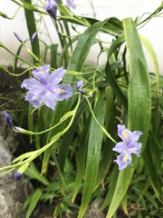 Iris japonica