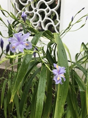Iris japonica