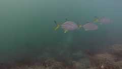 Caranx