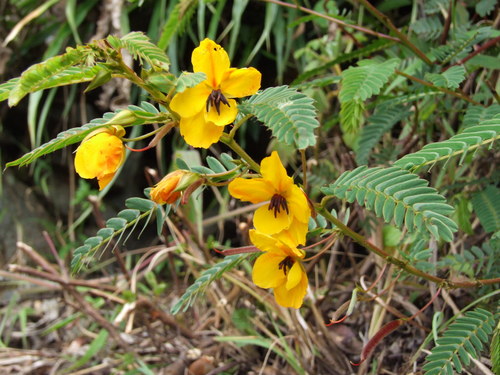 Image of Chamaecrista glandulosa by (c) cstobie, some rights reserved (CC BY)