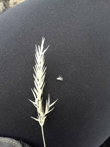 Rytidosperma biannulare observed 2023-09-28