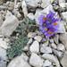 Linaria alpina alpina - Photo (c) Milan Chytrý, osa oikeuksista pidätetään (CC BY), lähettänyt Milan Chytrý
