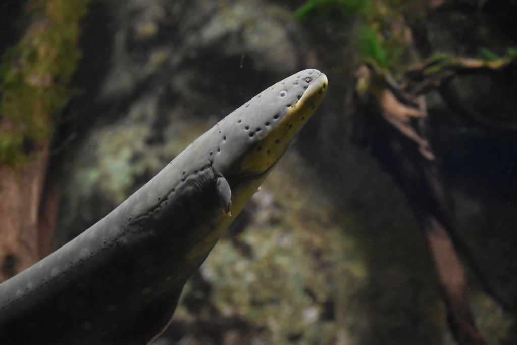 Electric Eels
