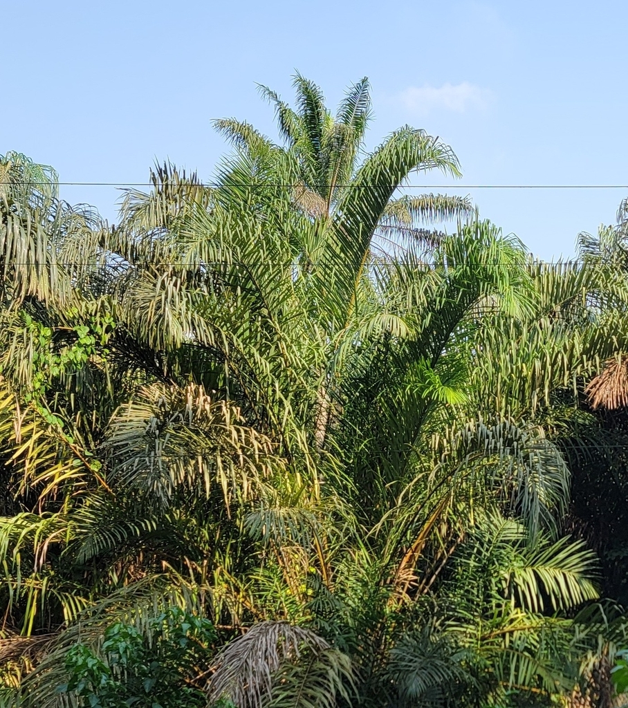 Foto de Palmeira-ráfia