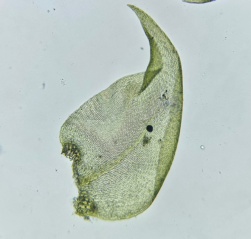Image of Hygrohypnum luridum by (c) Helen Waterman, some rights reserved (CC BY)