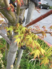 Acer palmatum