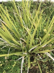 Iris foetidissima