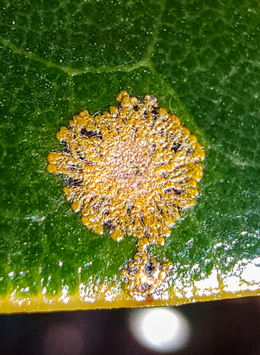 Cephaleuros virescens