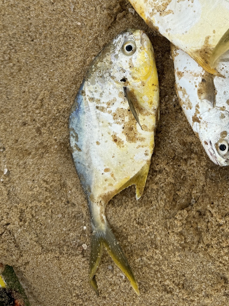 Cayenne pompano (Trachinotus cayennensis) — Carangidae