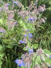 Borago officinalis