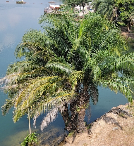 Foto de Dendê