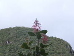 Oreocallis grandiflora