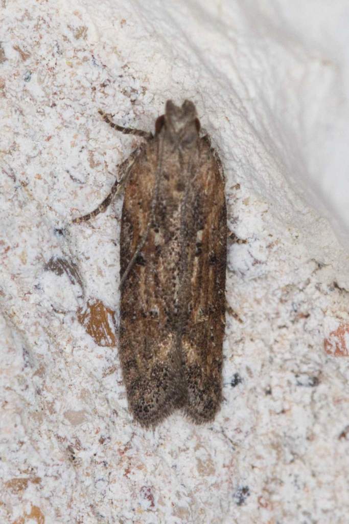Hypatima zesticopa