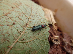 Cartallum ebulinum
