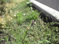 Volutaria canariensis