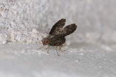 Trypetisoma sticticum