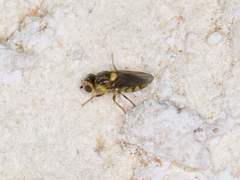 Chlorops