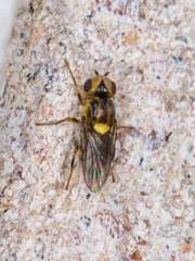 Chlorops