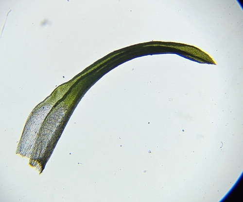 Image of Bryoerythrophyllum recurvirostrum by (c) Helen Waterman, some rights reserved (CC BY)