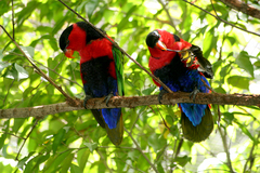 Black-Capped Lory photo 5