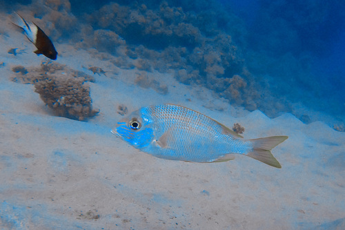 Blue-lined large-eye bream (Gymnocranius grandoculis) — Lethrinidae — 5