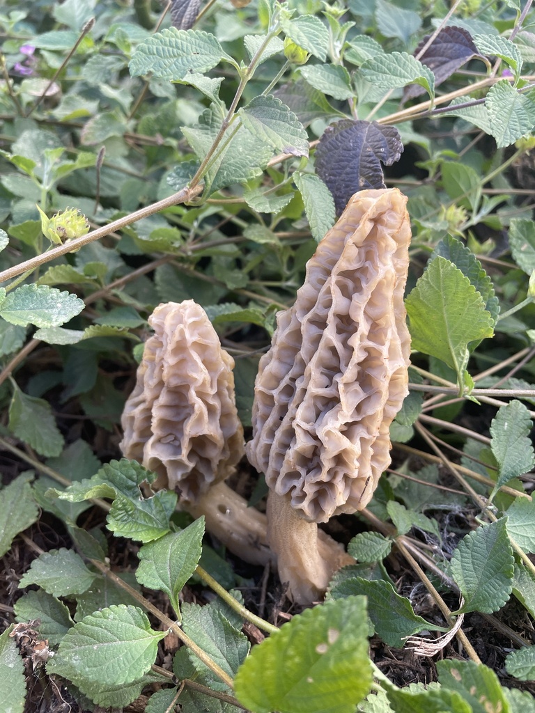 Woodchip Morel from San Diego State University, San Diego, CA, US on