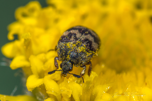 Attagenus trifasciatus