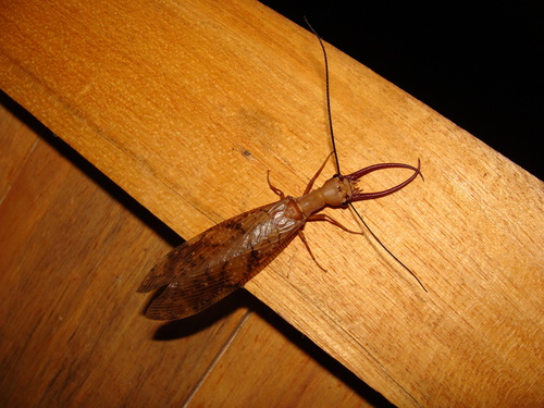 Corydalus parvus