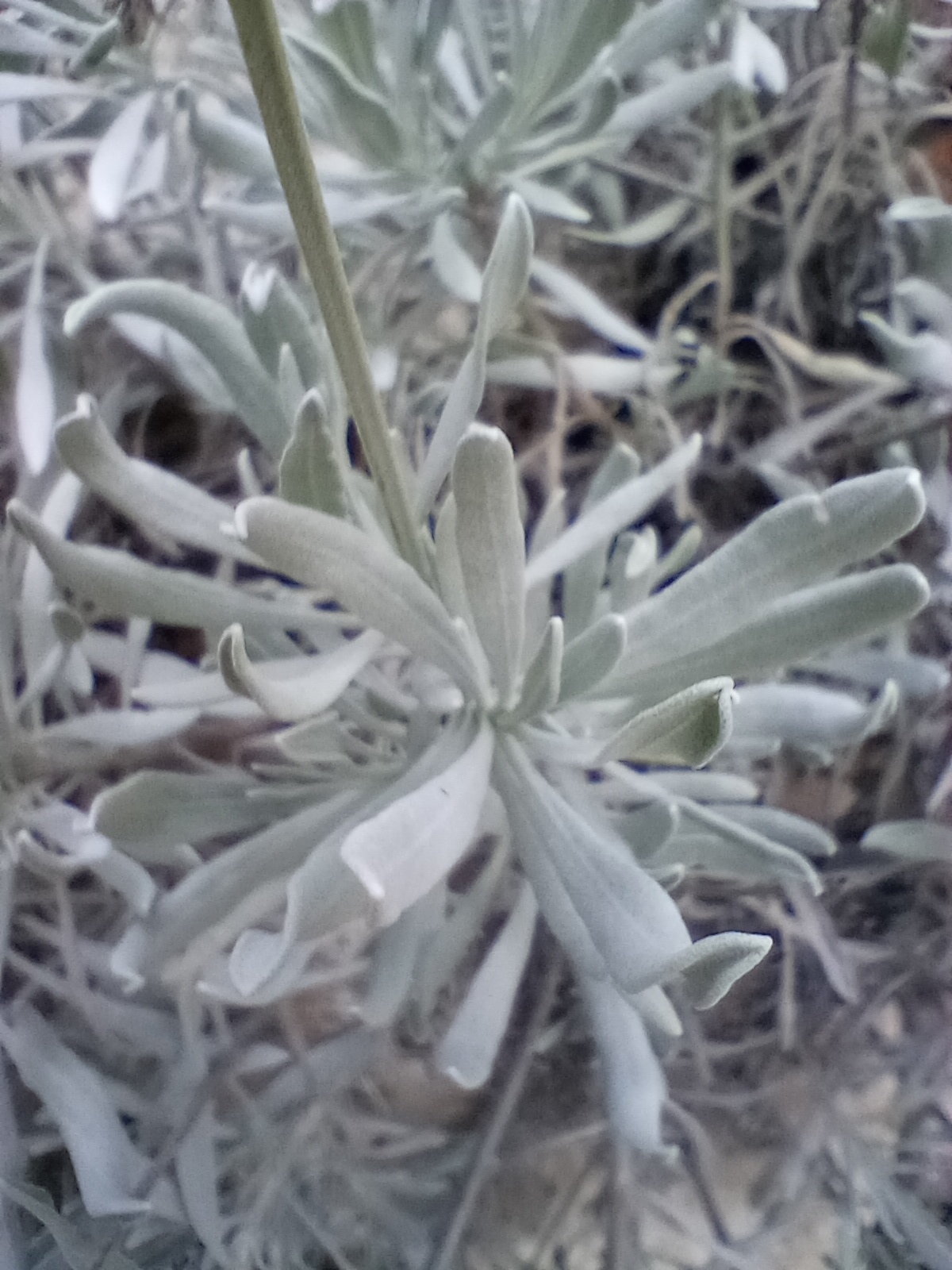Imagem de Lavanda